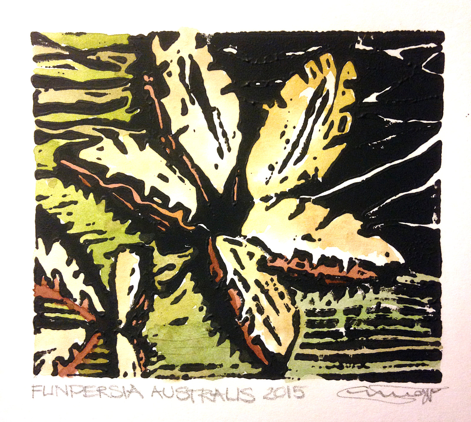 Flindersia Australis 2015